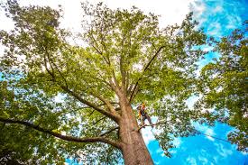 West Belmar, NJ Tree Services Company