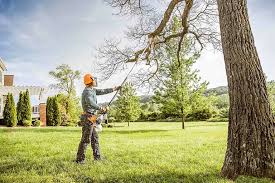 How Our Tree Care Process Works  in  West Belmar, NJ