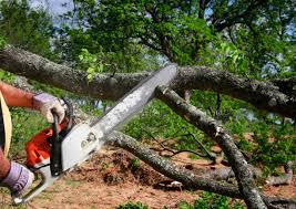 Best Hazardous Tree Removal  in West Belmar, NJ