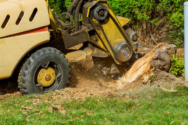  West Belmar, NJ Tree Services Pros