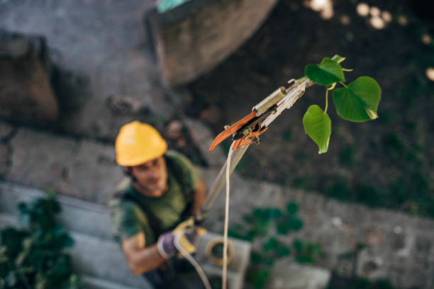 Best Storm Damage Tree Cleanup  in West Belmar, NJ